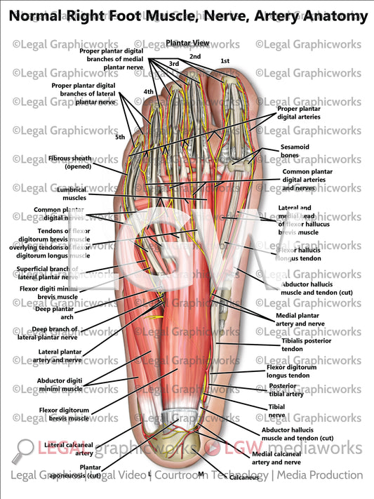 Normal Right Foot Muscle, Nerve, Artery Anatomy