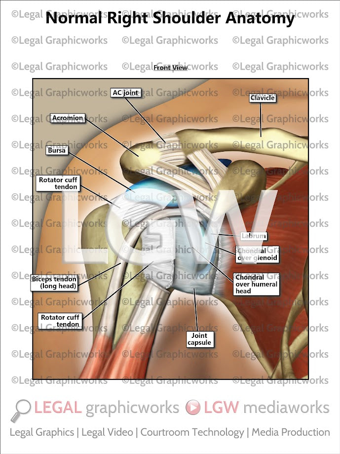Normal Right Shoulder Anatomy