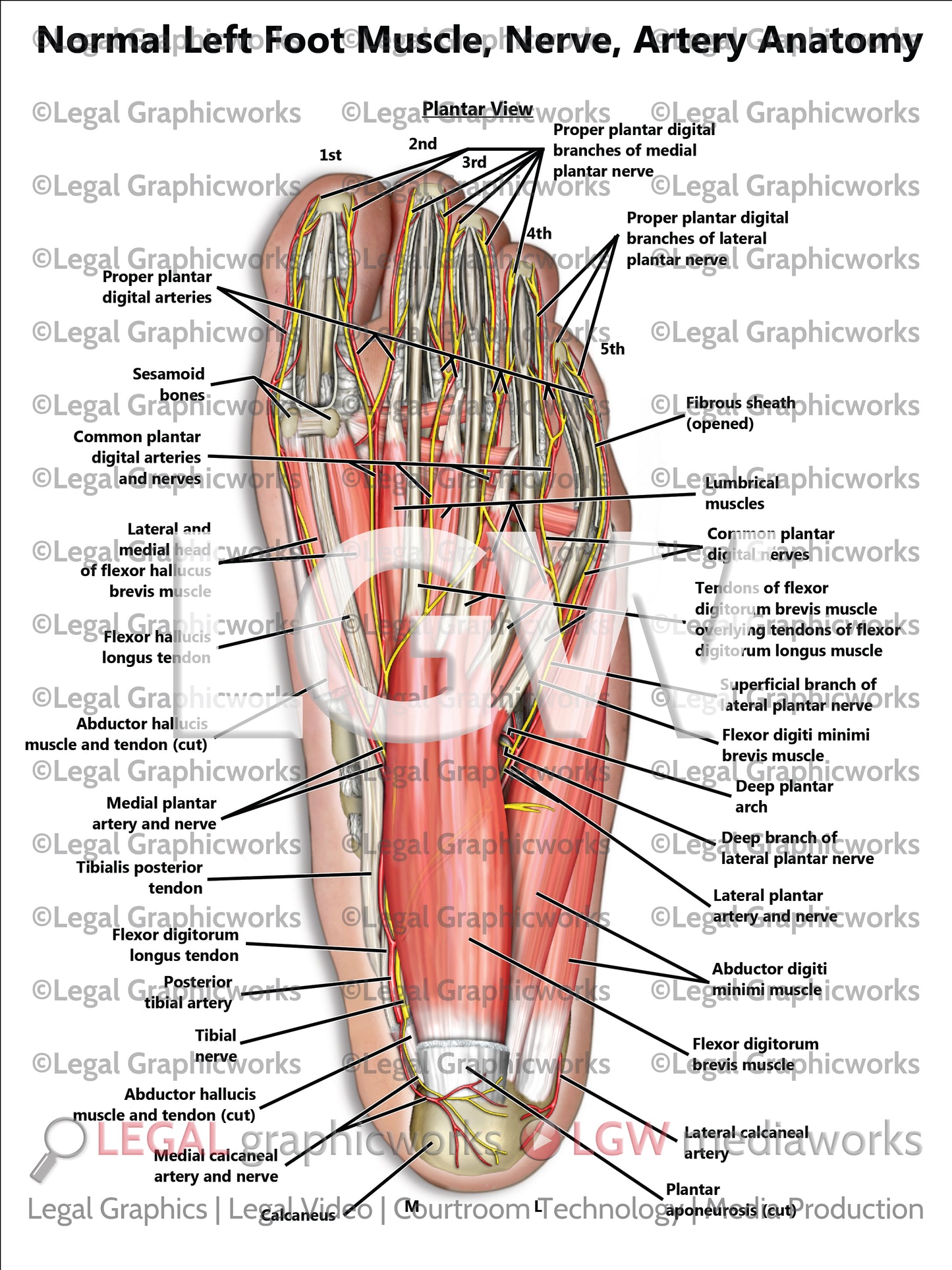 Normal Left Foot Muscle, Nerve, Artery Anatomy
