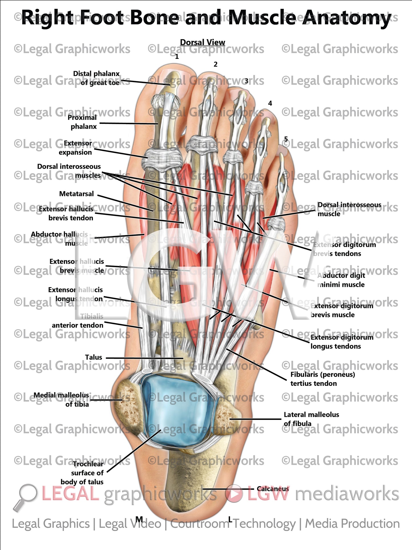 Right Foot Bone and Muscle Anatomy