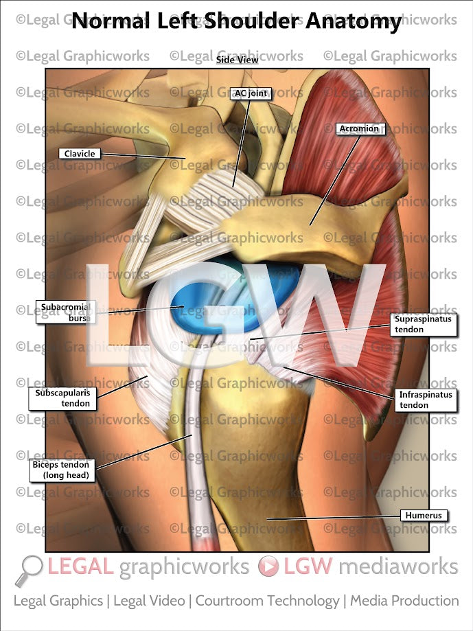 Normal Left Shoulder Anatomy