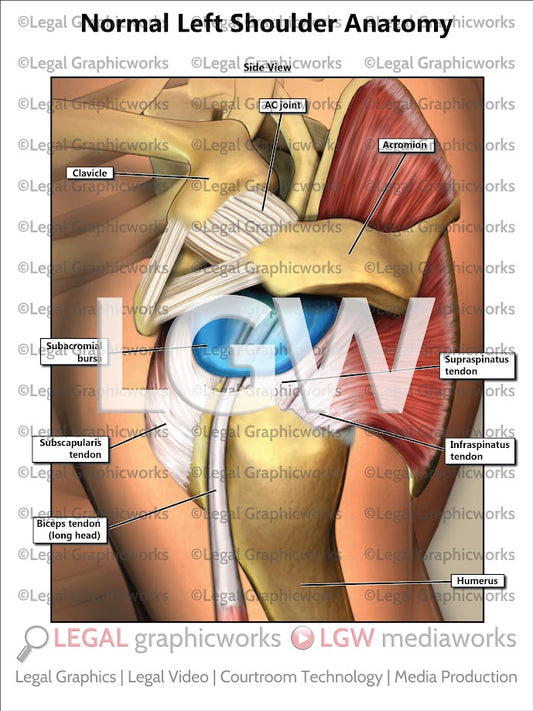Normal Left Shoulder Anatomy