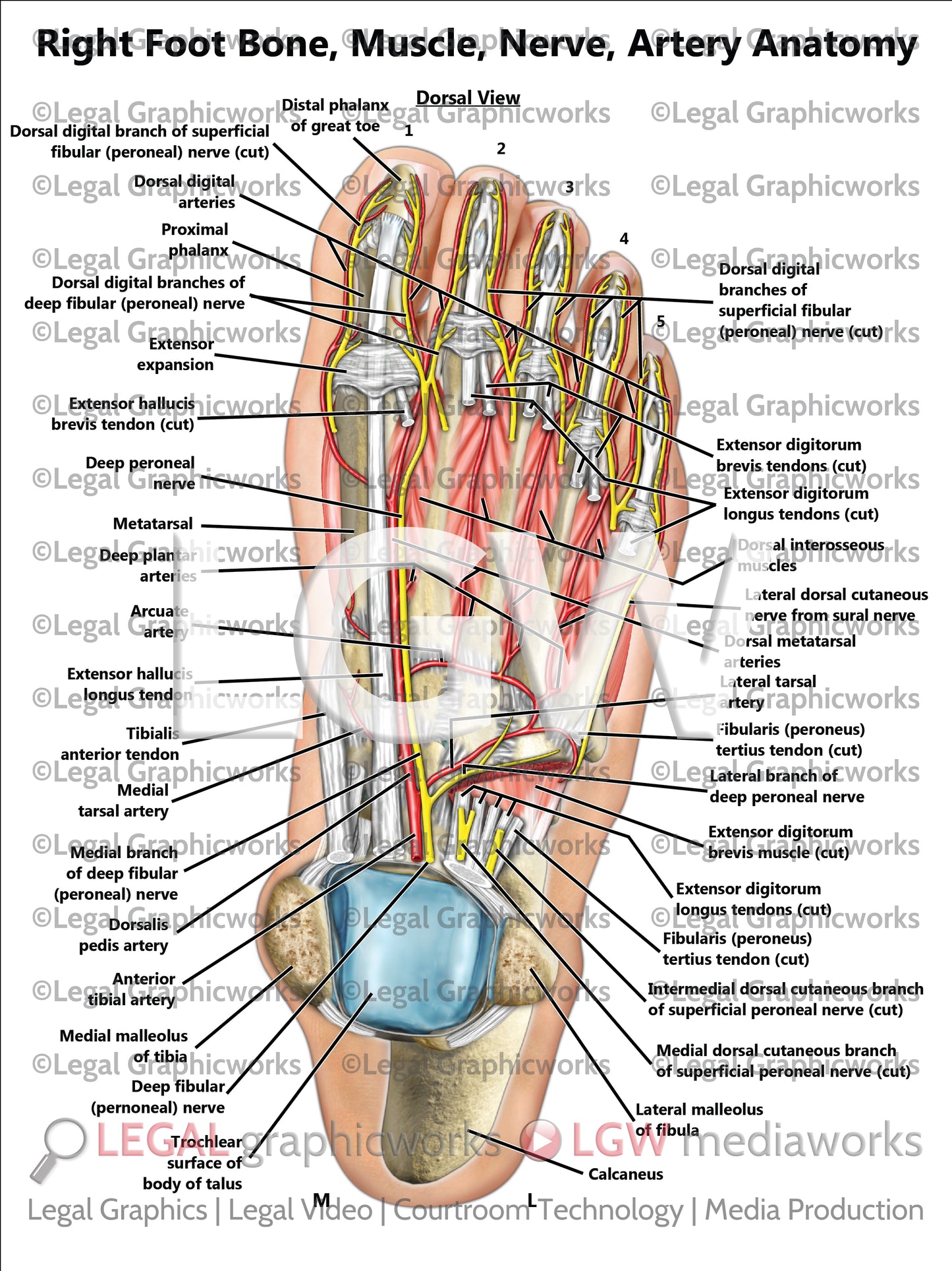 Right Foot Bone, Muscle, Nerve, Artery Anatomy