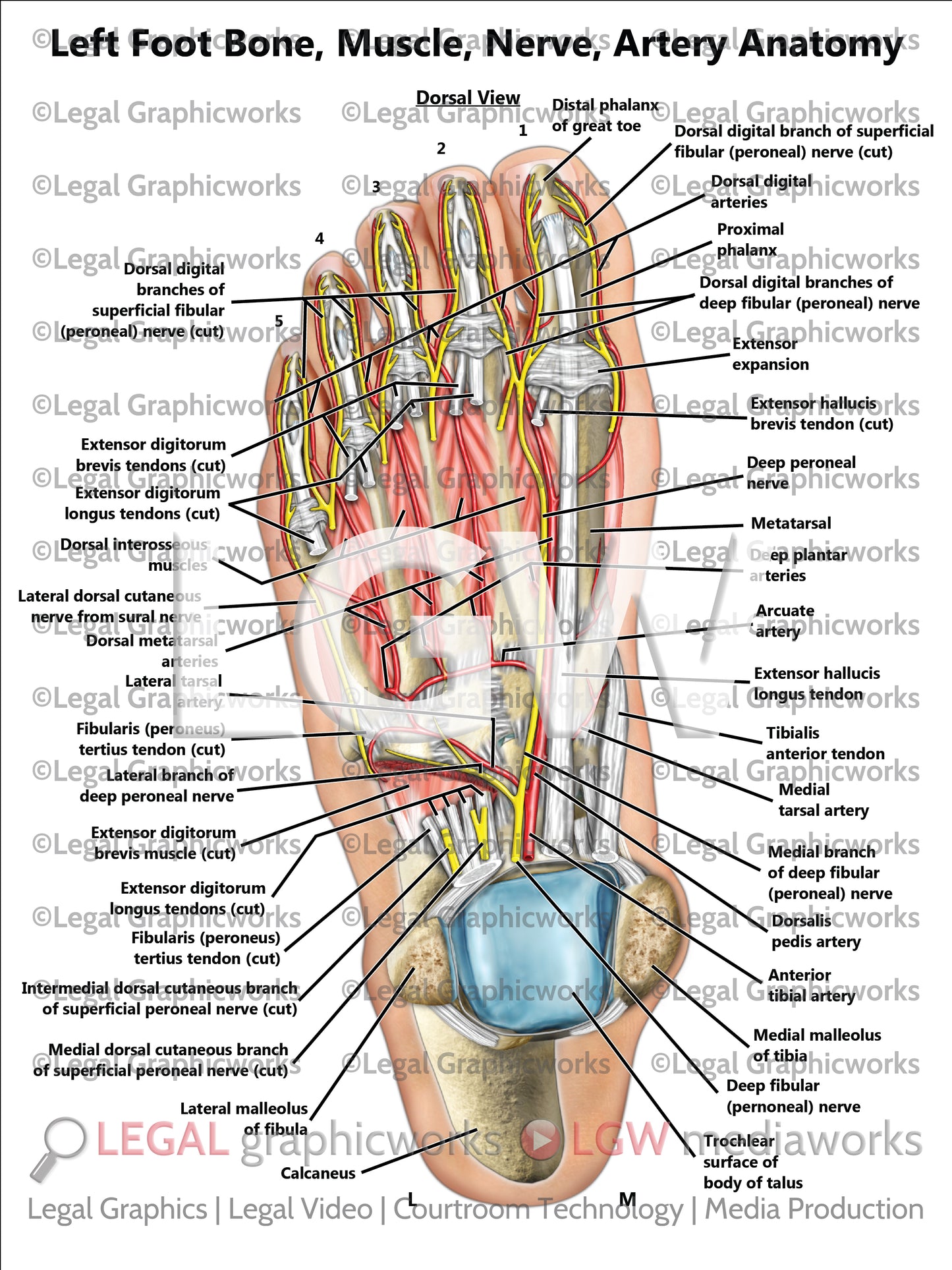 Left Foot Bone, Muscle, Nerve, Artery Anatomy