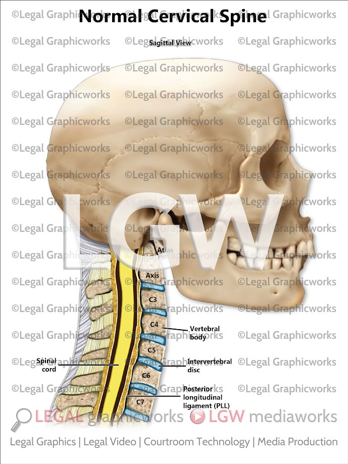 Normal Cervical Spine