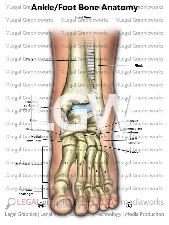 Ankle/Foot Bone Anatomy