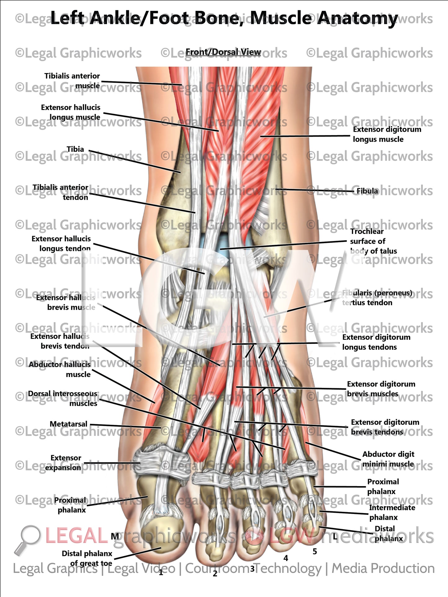 Left Ankle/Foot Bone, Muscle Anatomy