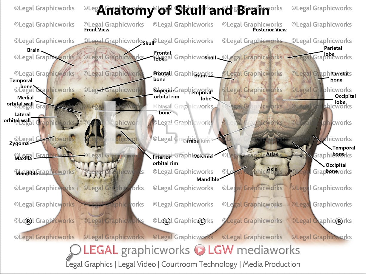 Anatomy of Skull and Brain