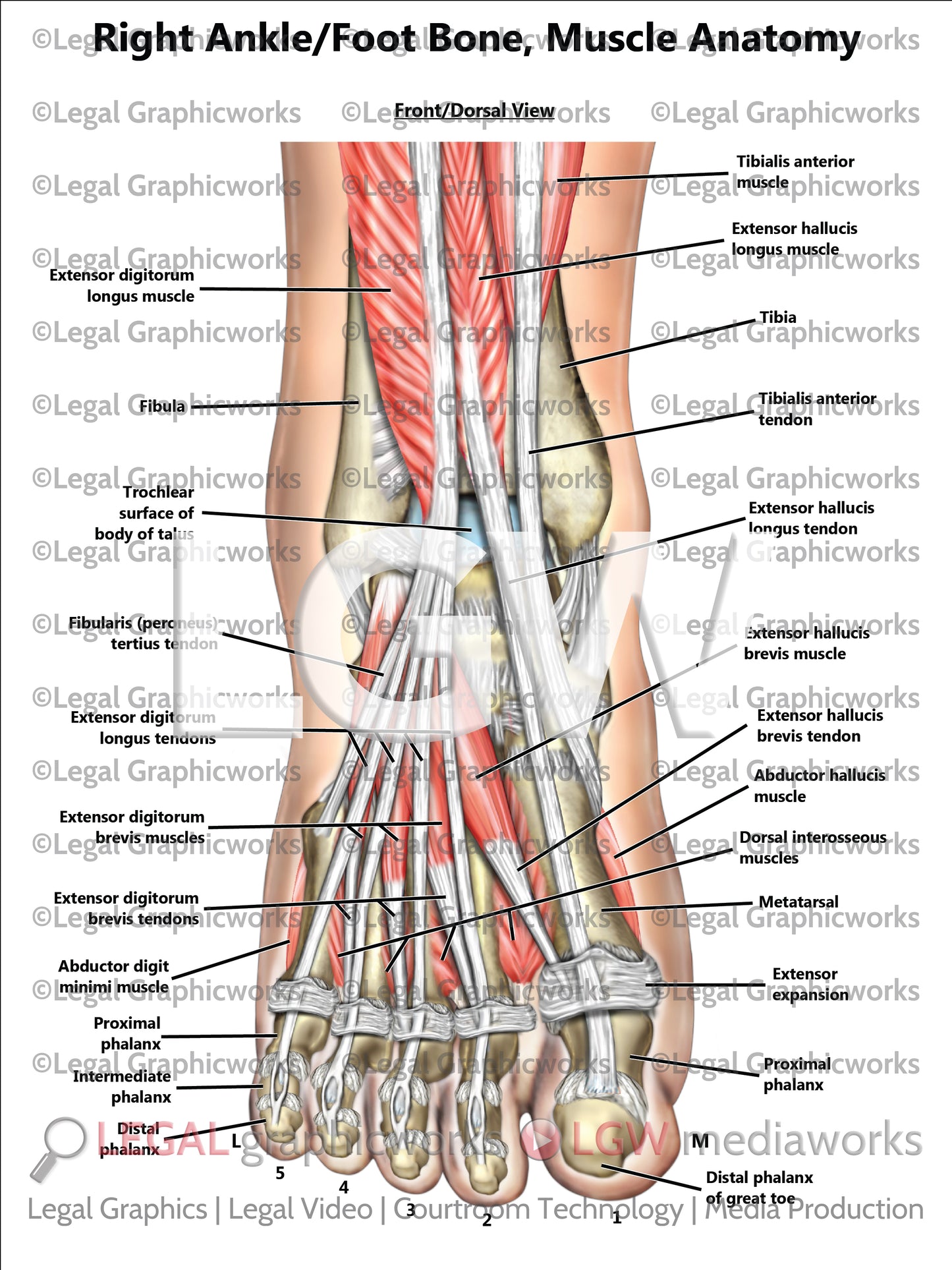 Right Ankle/Foot Bone, Muscle Anatomy