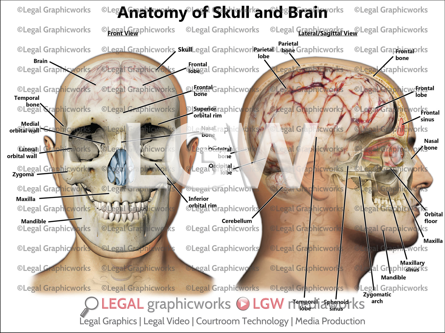 Anatomy of Skull and Brain