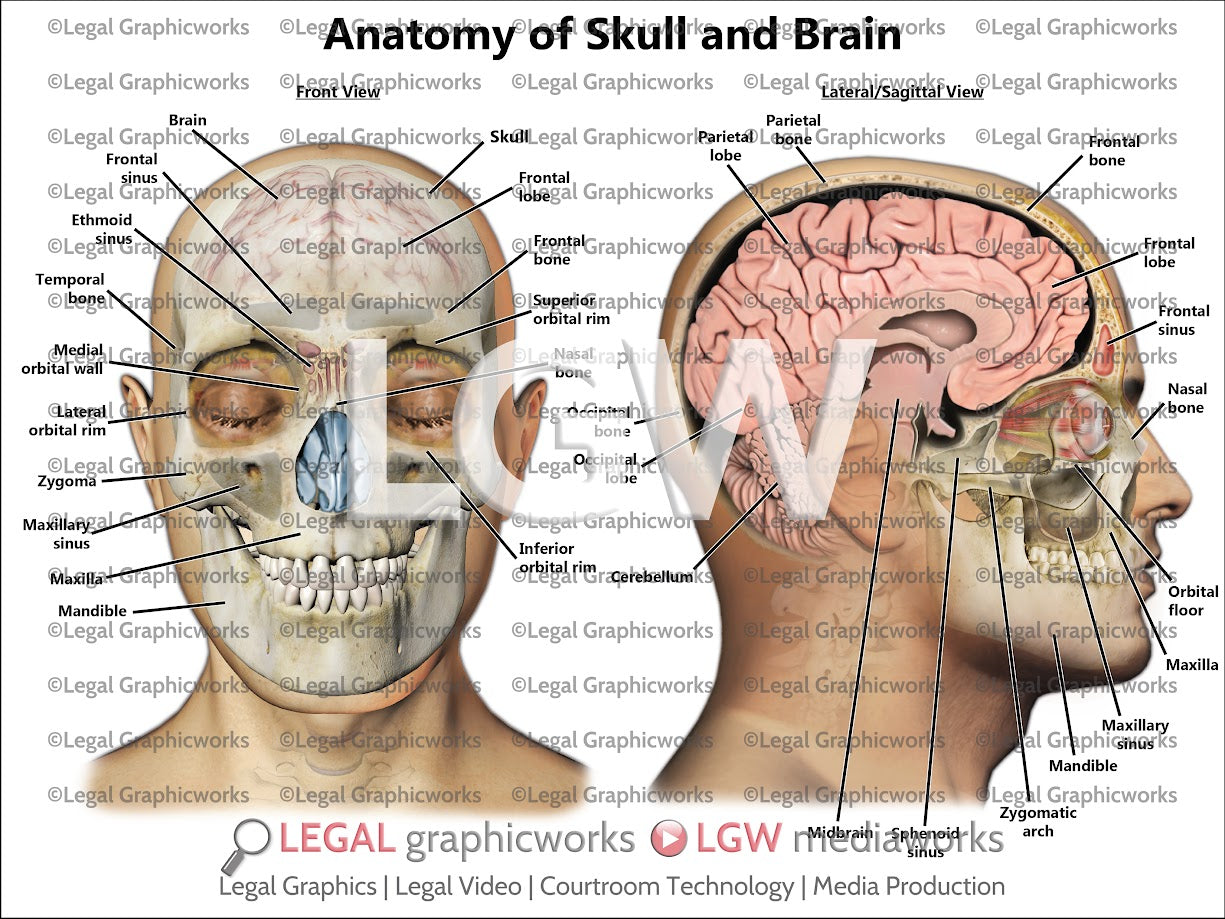 Anatomy of Skull and Brain