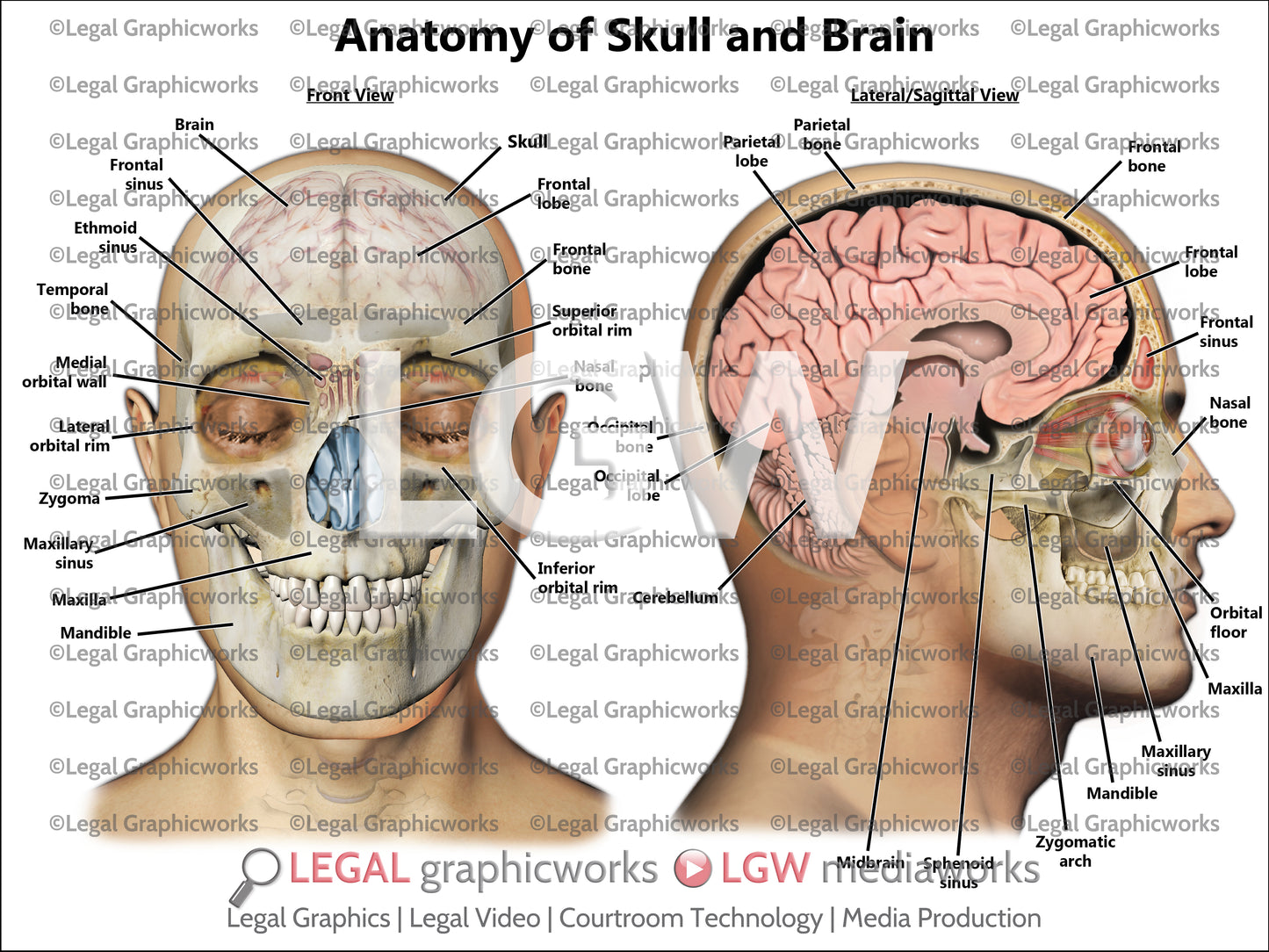 Anatomy of Skull and Brain