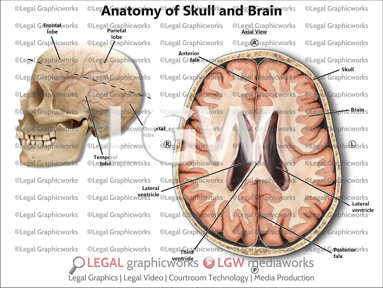 Anatomy of Skull and Brain