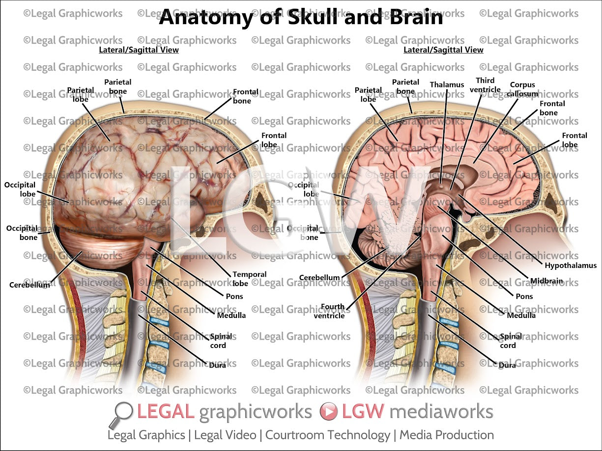 Anatomy of Skull and Brain