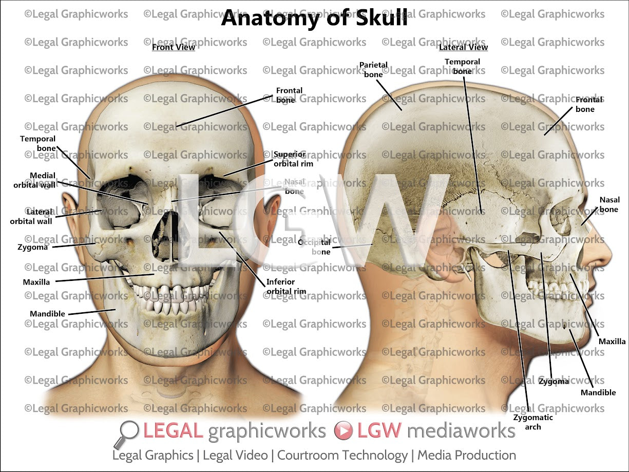 Anatomy of Skull