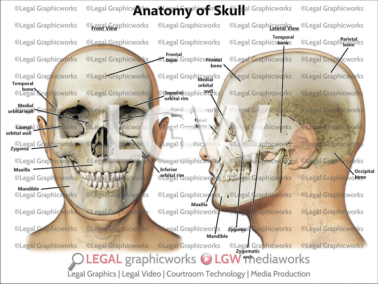 Anatomy of Skull