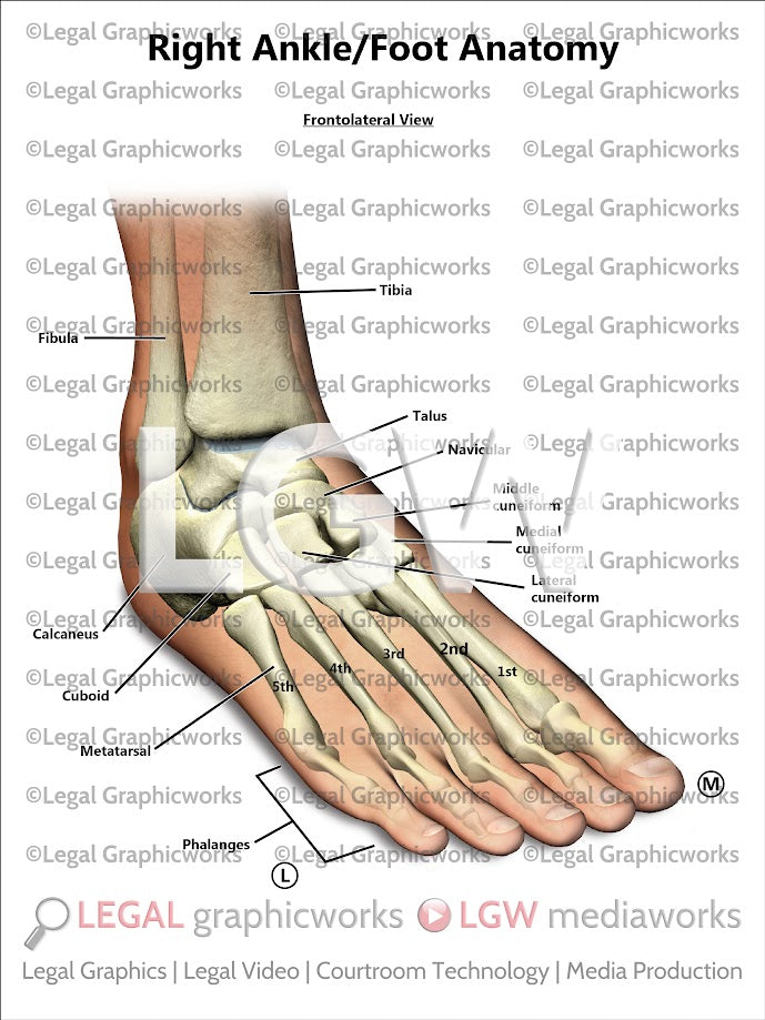 Right Ankle/Foot Anatomy