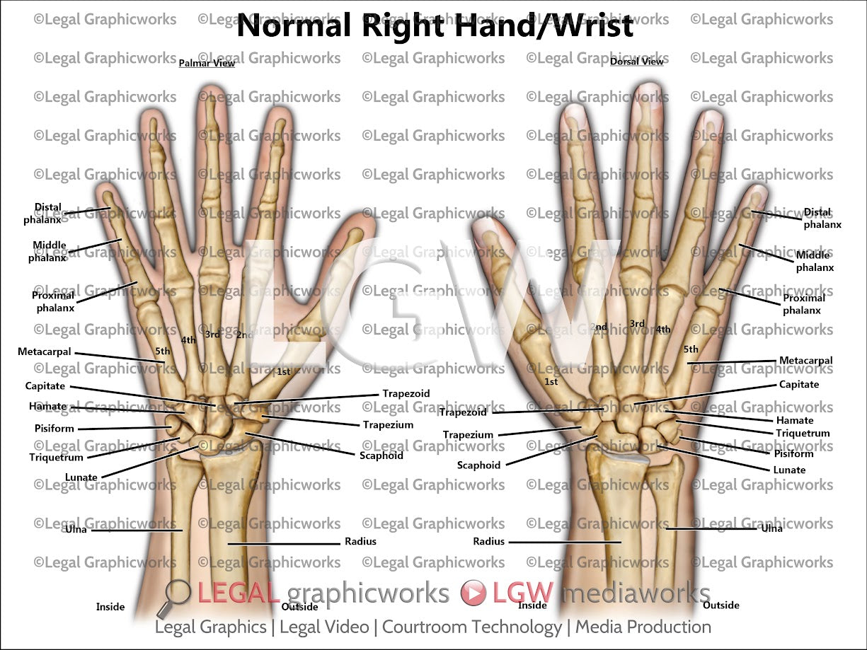 Normal Right Hand/Wrist