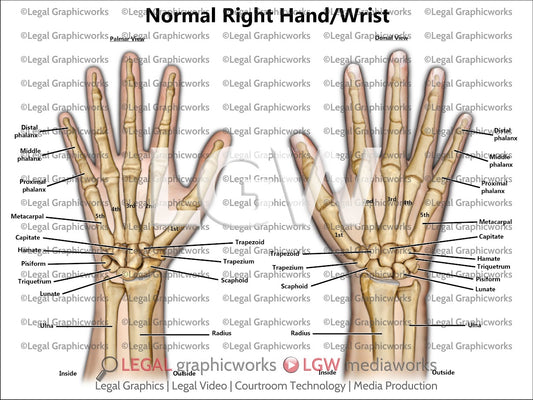 Normal Right Hand/Wrist