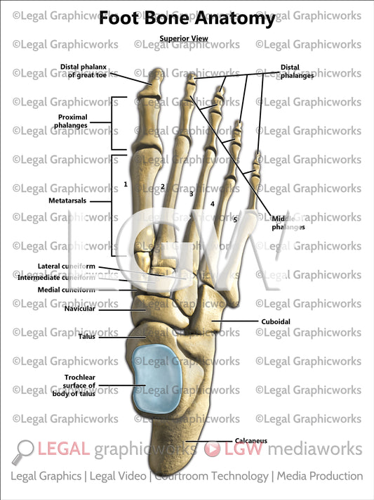 Foot Bone Anatomy