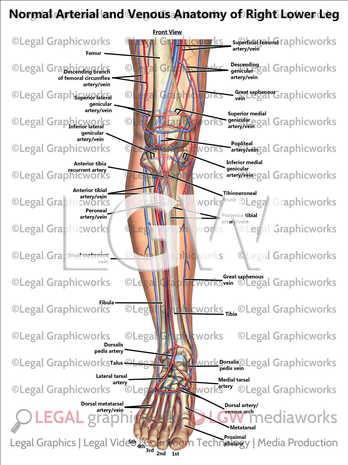 Normal Arterial and Venous Anatomy of Right Lower Leg