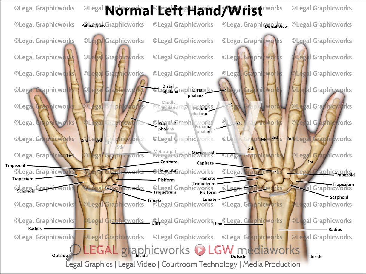 Normal Left Hand/Wrist