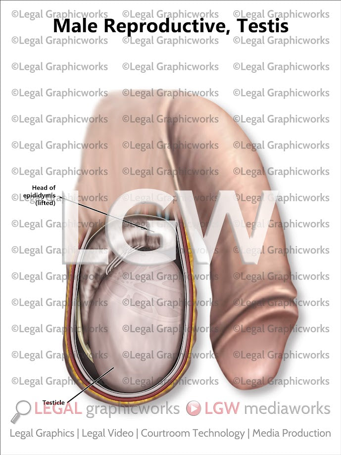 Male Reproductive, Testis