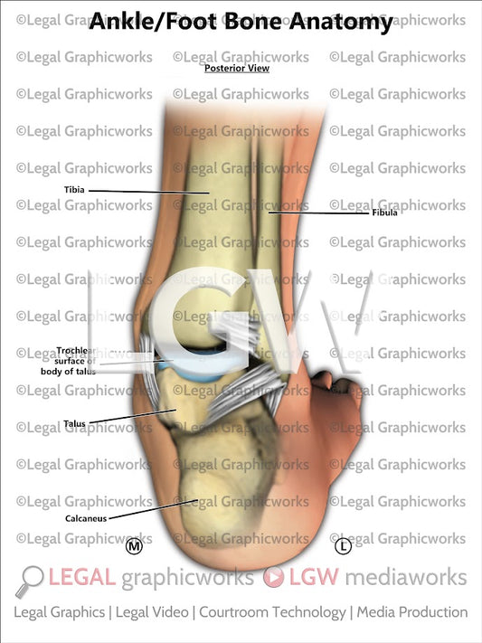 Ankle/Foot Bone Anatomy
