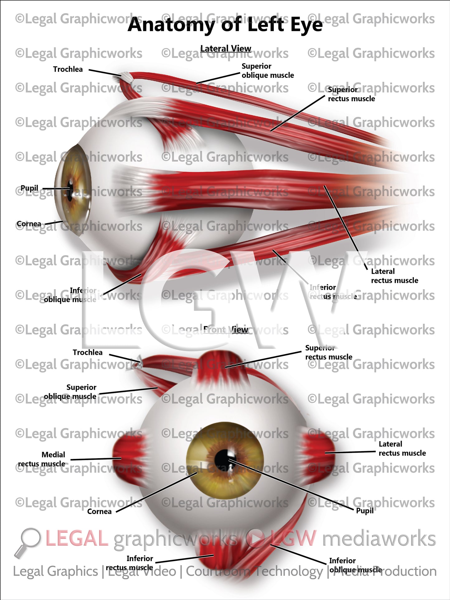Anatomy of Left Eye