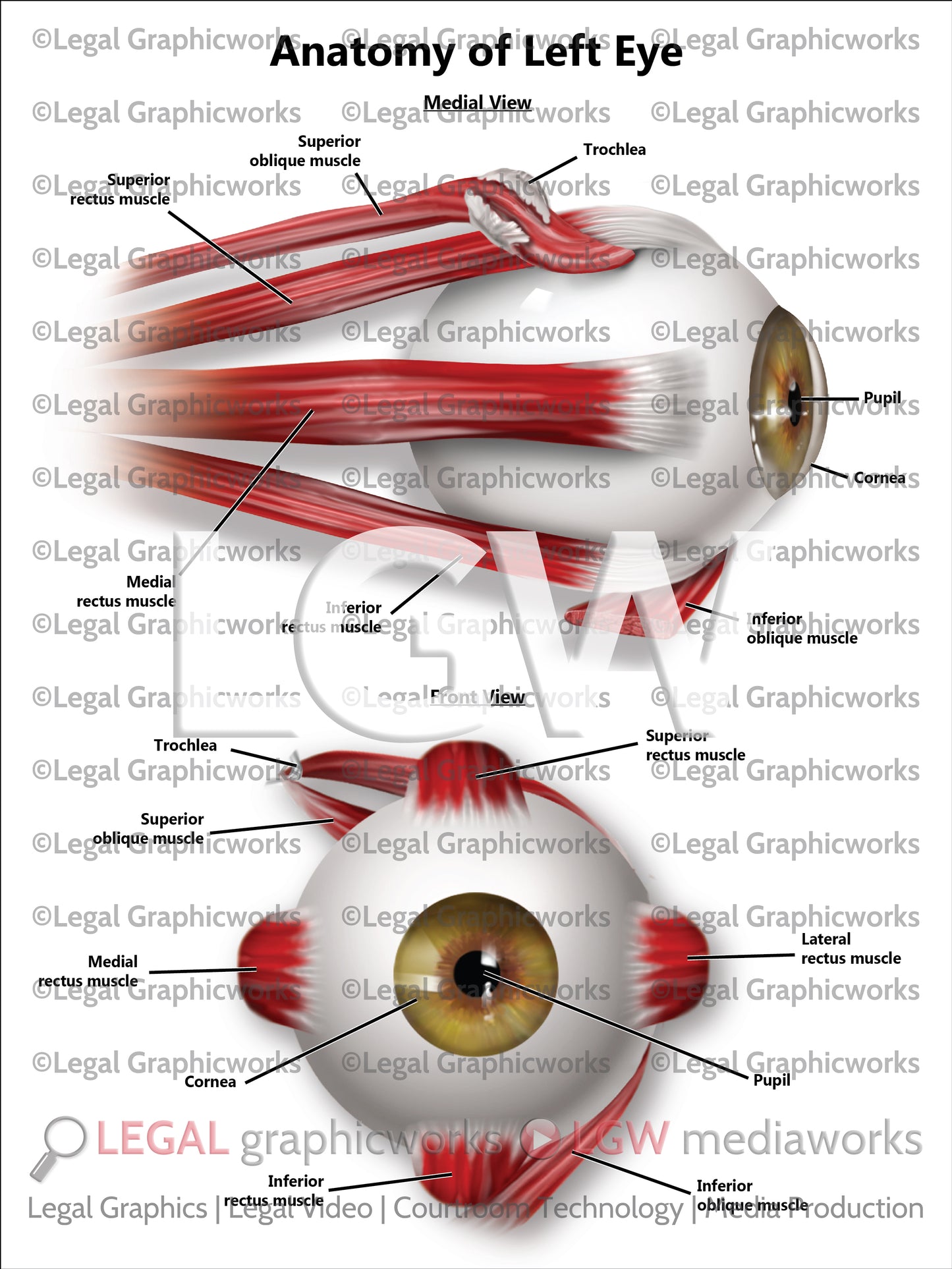 Anatomy of Left Eye