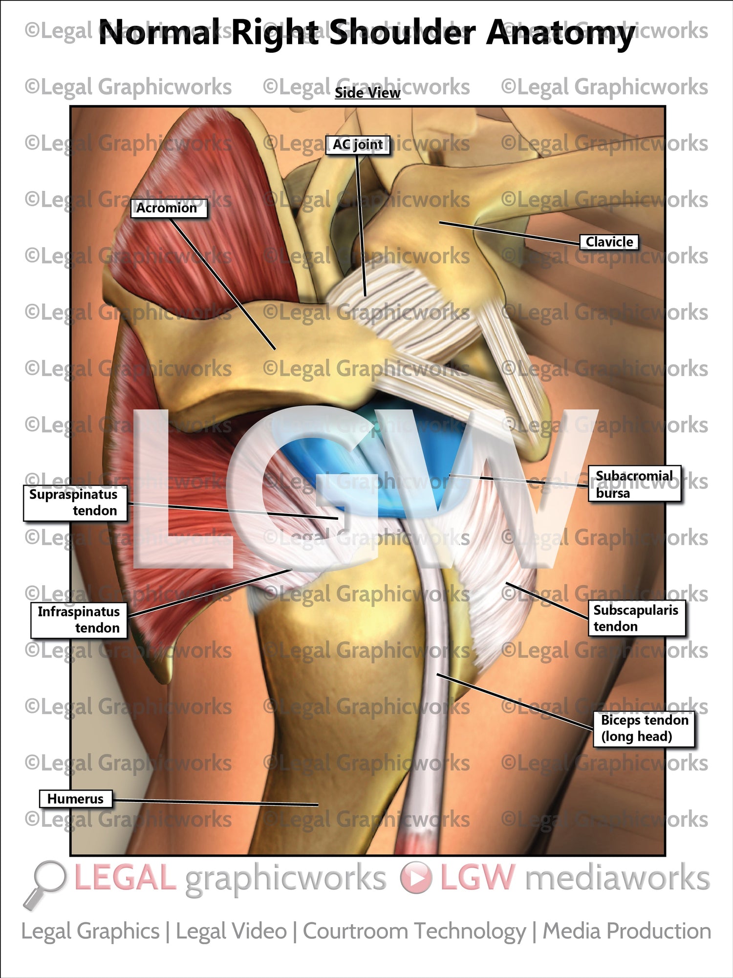 Shoulder