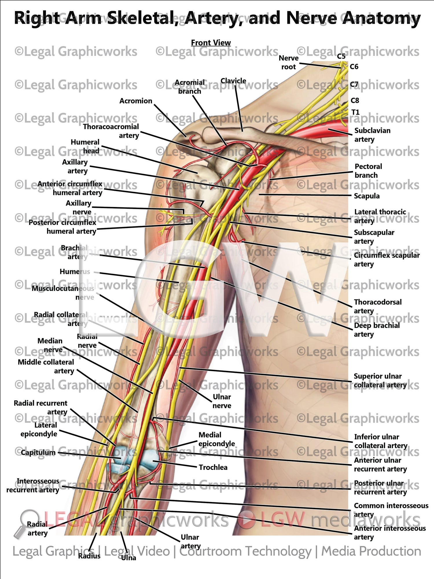 Arm