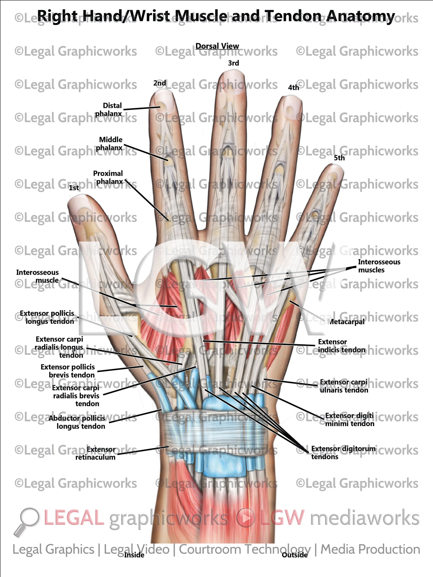Hand & Wrist