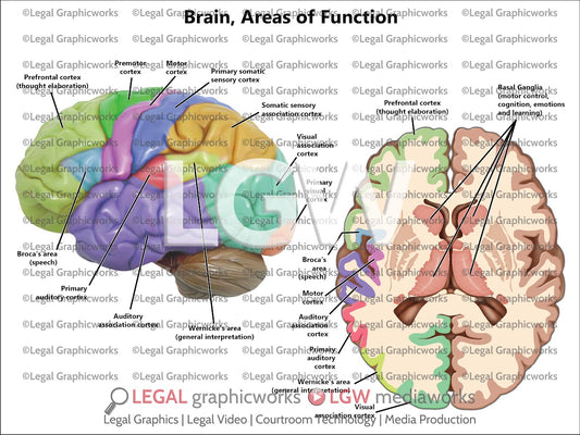 Brain Areas of Function