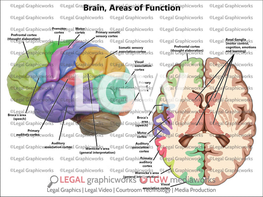 Brain, Areas of Function