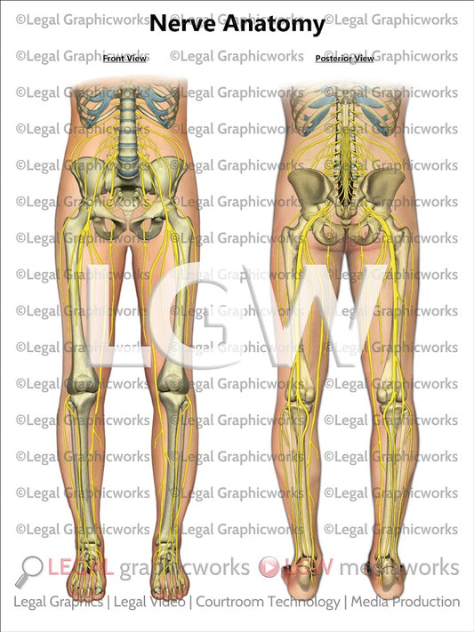 Nerve Anatomy