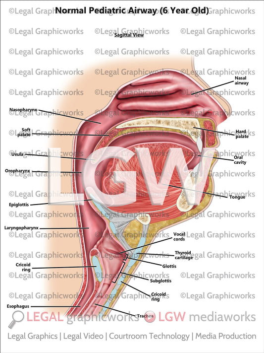 Normal Pediatric Airway (6 Year Old)