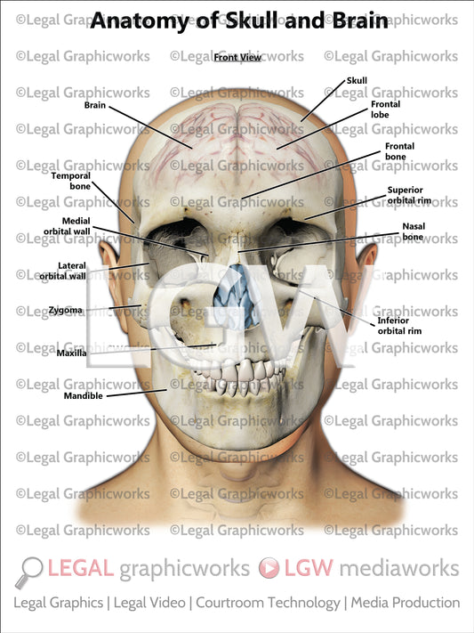 Anatomy of Skull and Brain