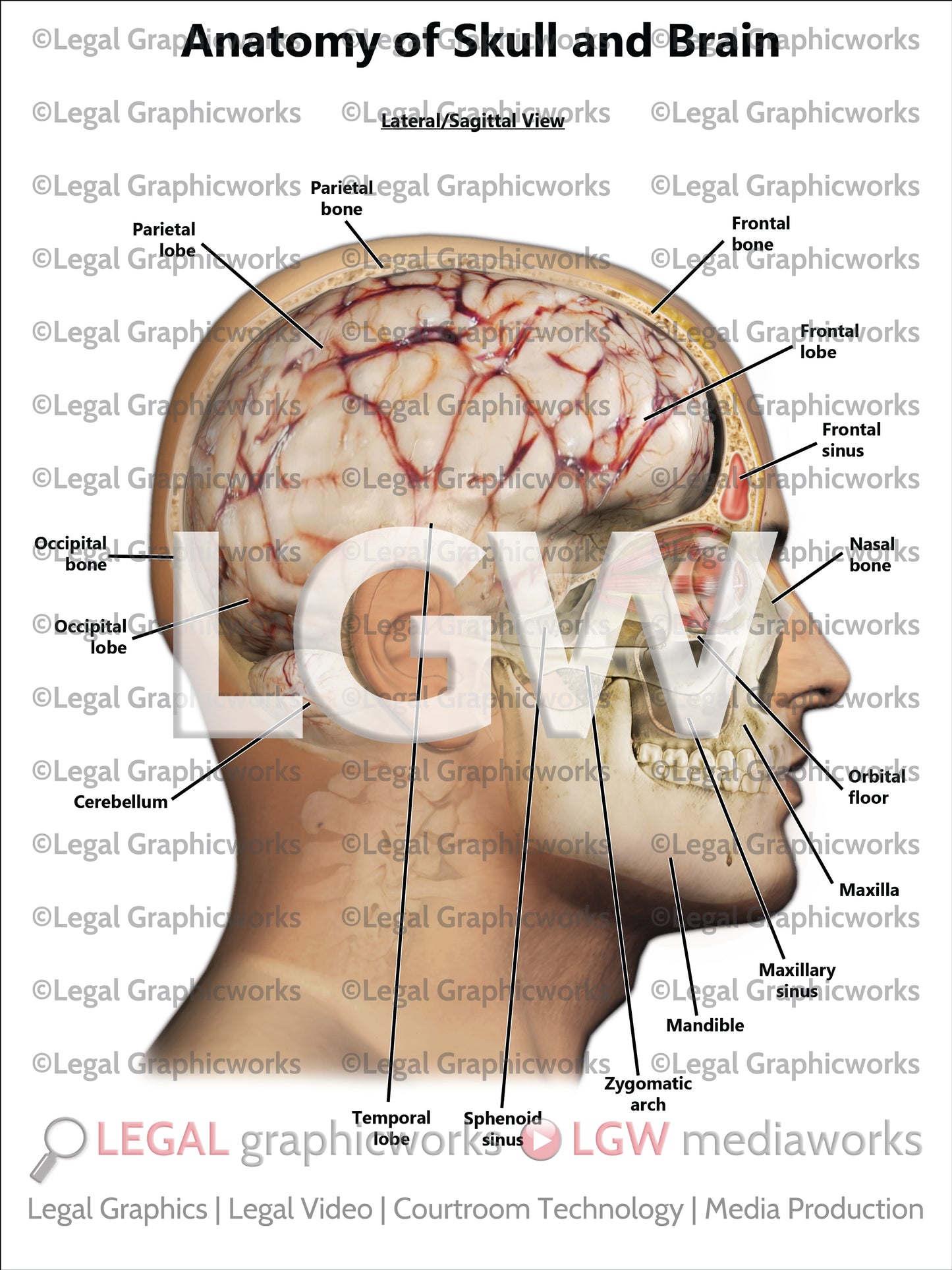 Anatomy of Skull and Brain