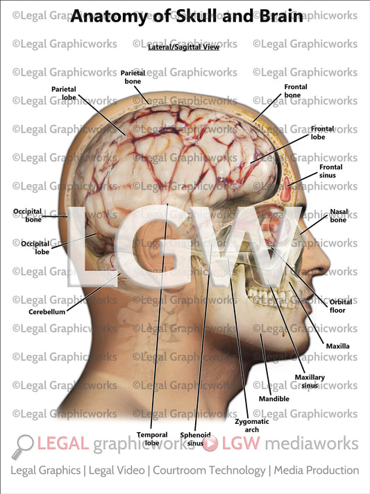 Anatomy of Skull and Brain