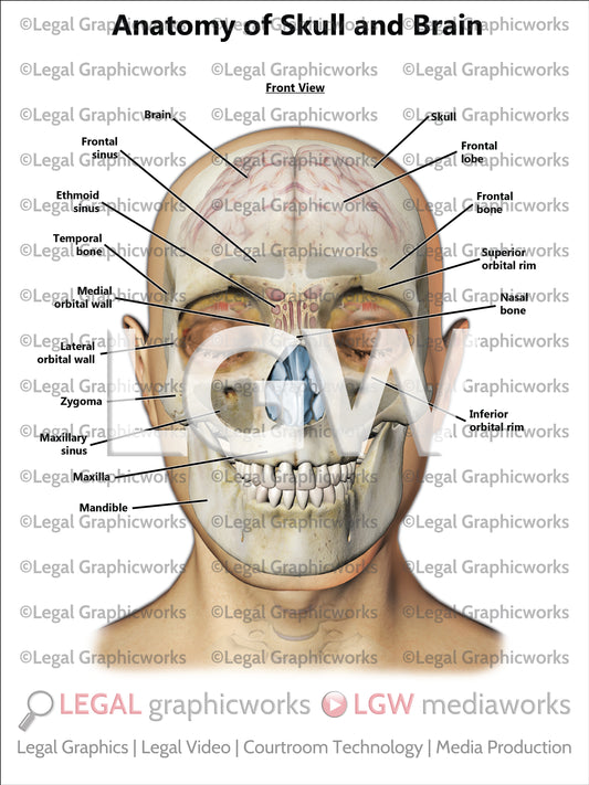 Anatomy of Skull and Brain