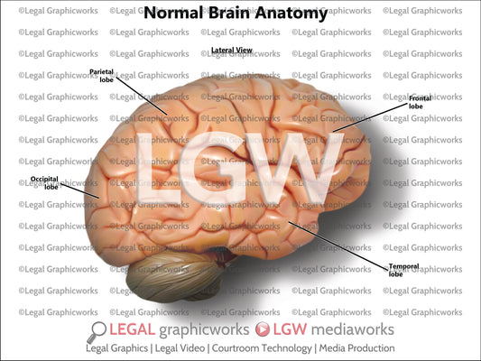 Normal Brain Anatomy