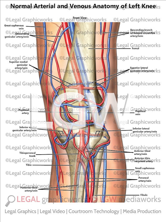 Normal Arterial and Venous Anatomy of Left Knee