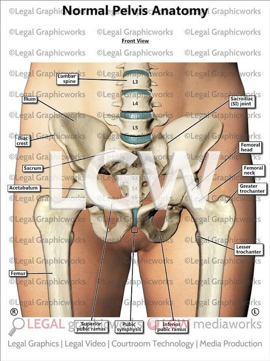 Normal Pelvis Anatomy