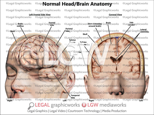 Normal Head/Brain Anatomy