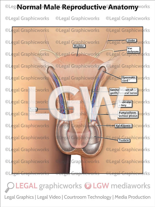 Normal Male Reproductive Anatomy