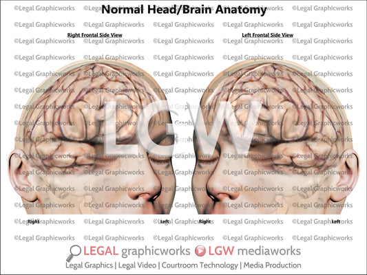 Normal Head/Brain Anatomy