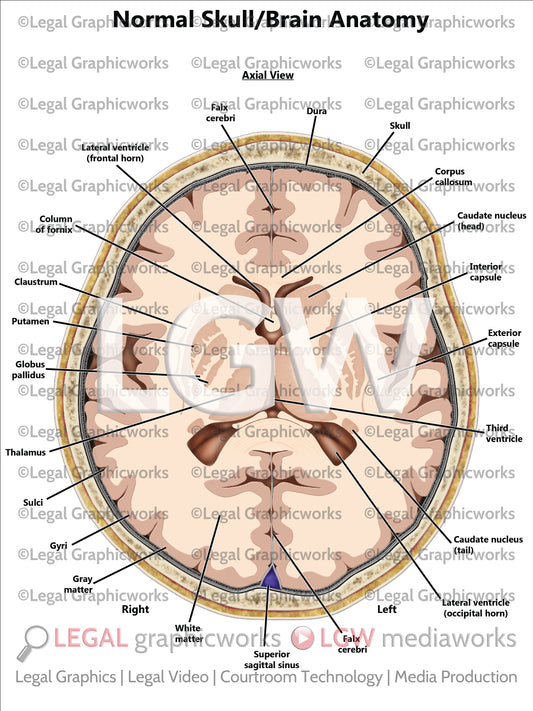 Normal Skull/Brain Anatomy