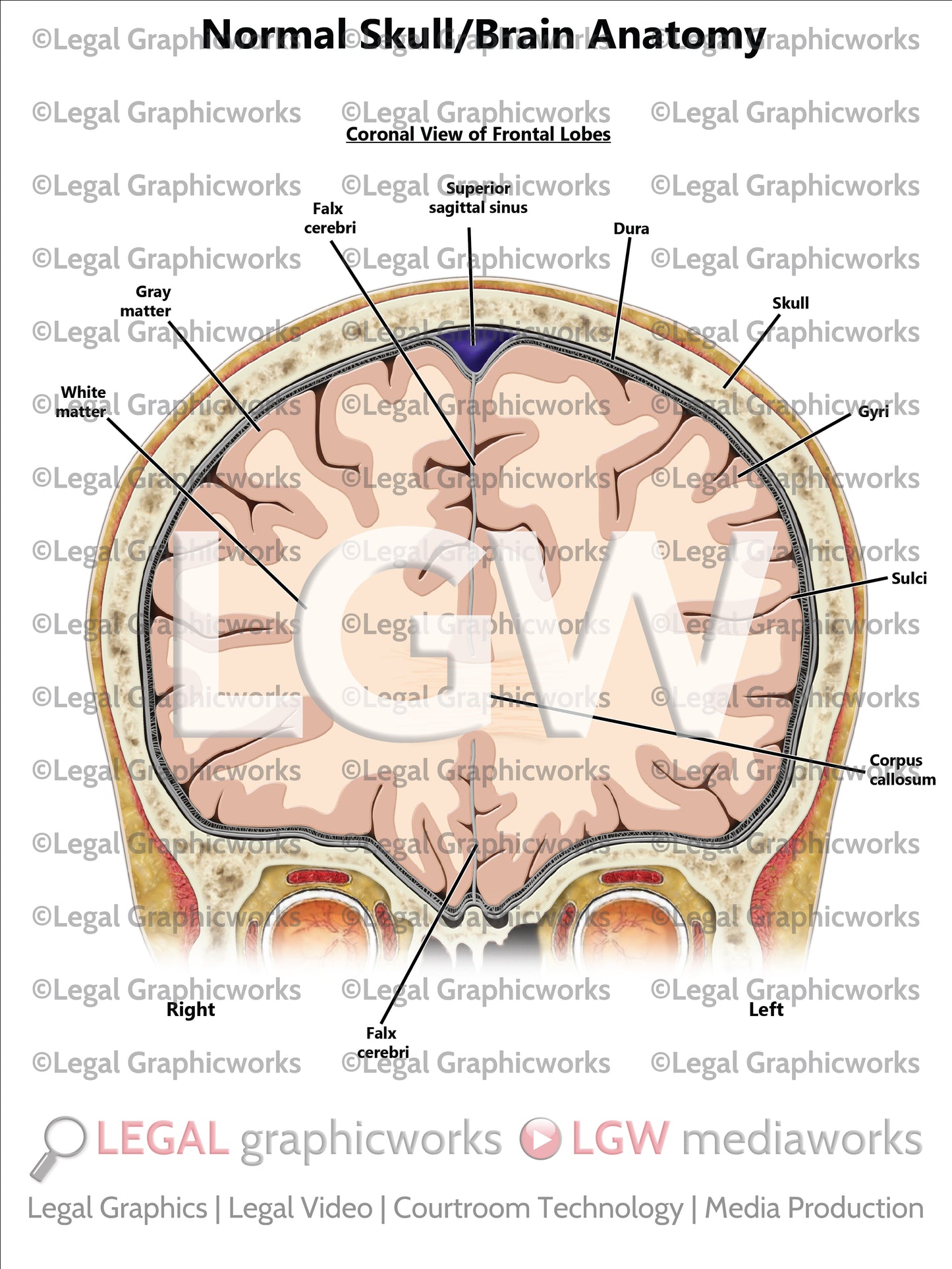Normal Skull/Brain Anatomy