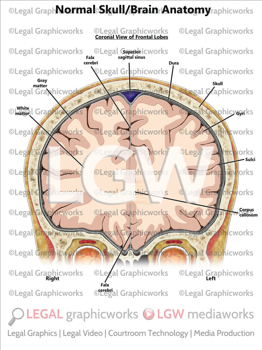 Normal Skull/Brain Anatomy